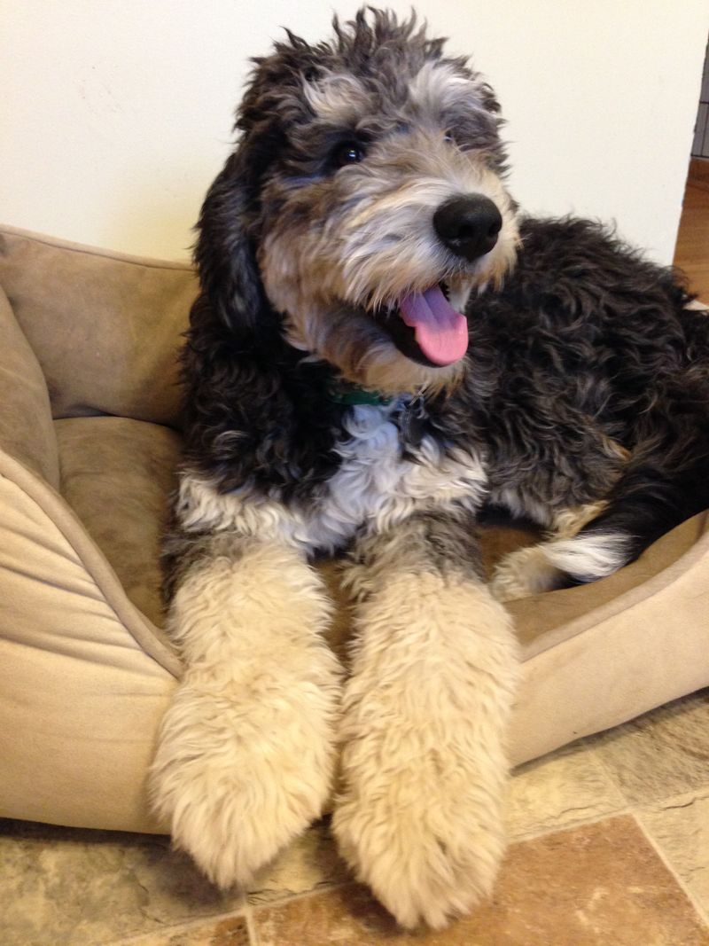 25 Popular Doodle Dog Breeds Gaining Attention in 2025 19 Saint Berdoodle