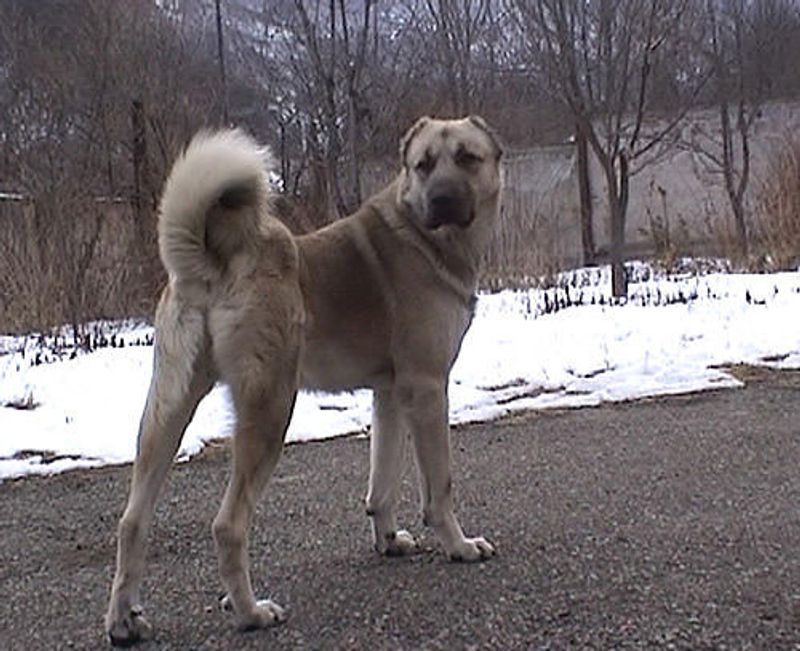 Rare Doesn’t Mean Fragile - 11 Lesser-Known Breeds That Are Surprisingly Tough 4 Armenian Gampr