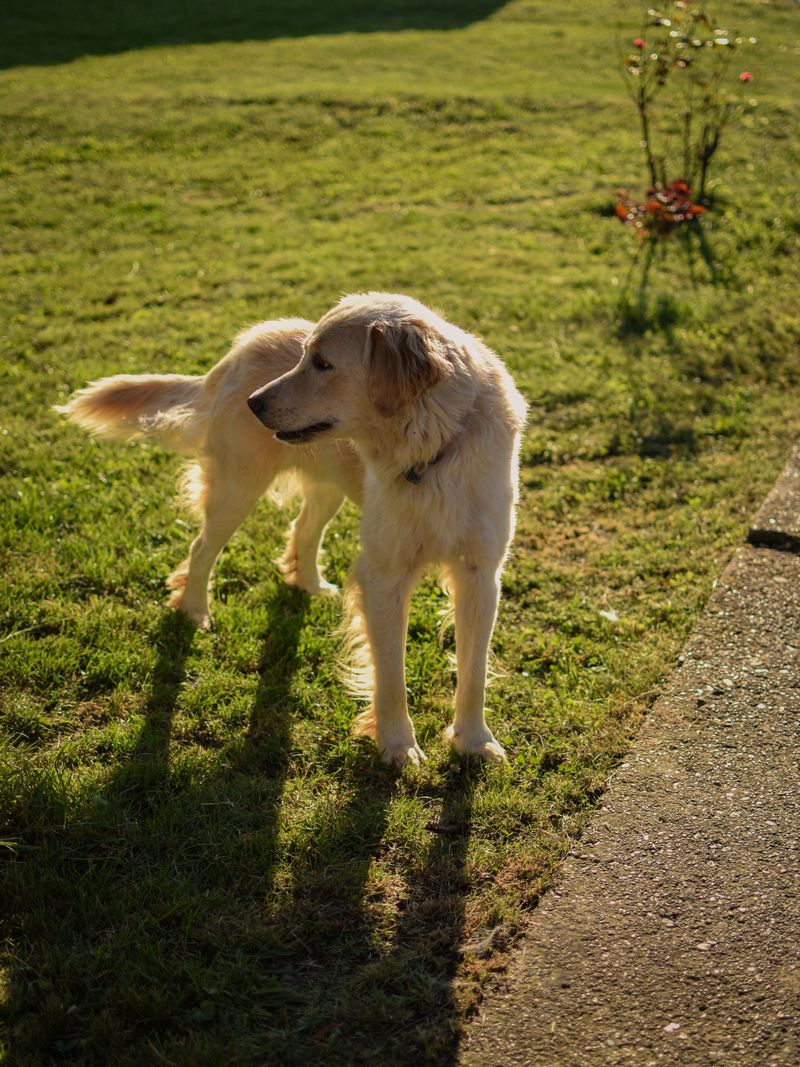 11 dog breeds that prove companionship can feel surprisingly personal even without a single word being spoken 3 Golden Retriever: Sunshine on Four Legs