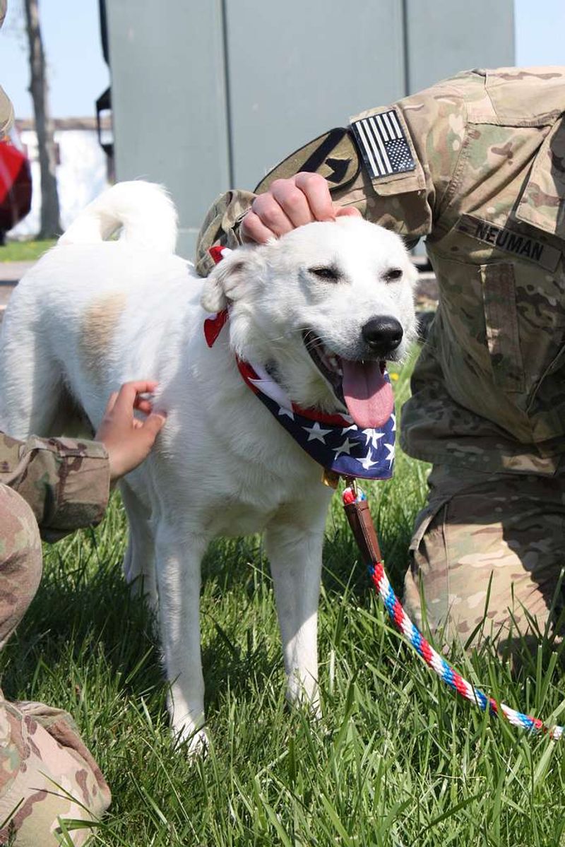 19 Meaningful Ways Dogs Help Improve Our Emotional Health 10 Helping Trauma Survivors Feel Safe