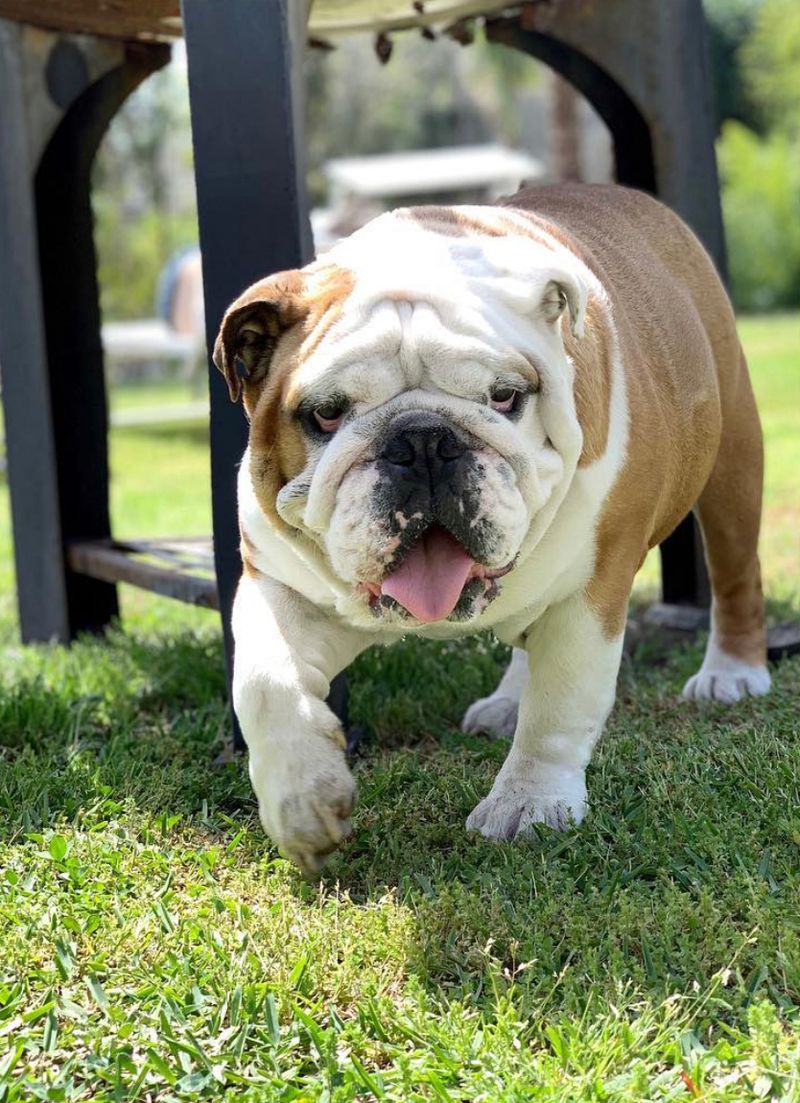 The most fashionable dog in your neighborhood could also be one of the easiest choices to regret 7 English Bulldog