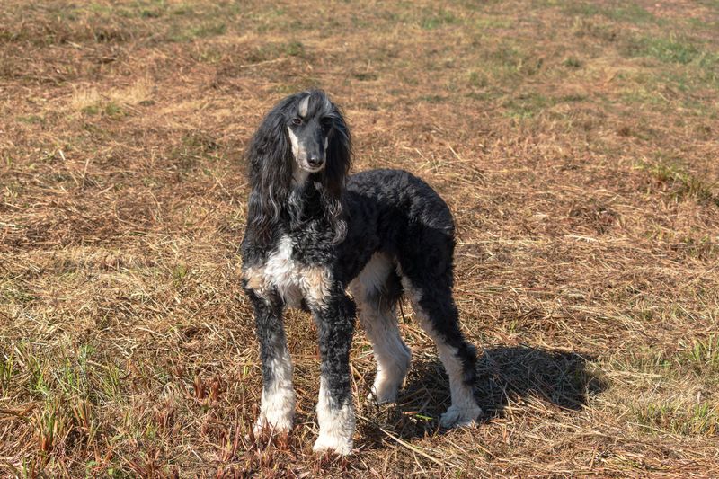 Think you've seen every kind of dog? These extraordinary breeds may prove otherwise 3 Afghan Hound
