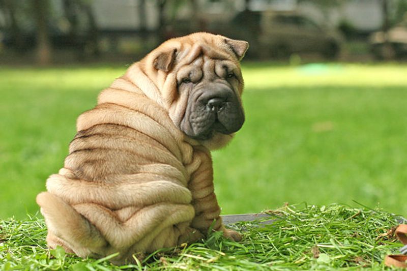 Shar-Pei