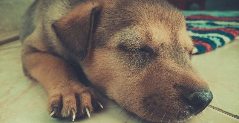 11 Subtle Signs Your Dog Is Happier Than You Think 6 5. Gentle Snores