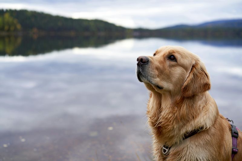 25 Calm and Composed Dog Breeds That Rarely Get Stressed 15 Golden Retriever