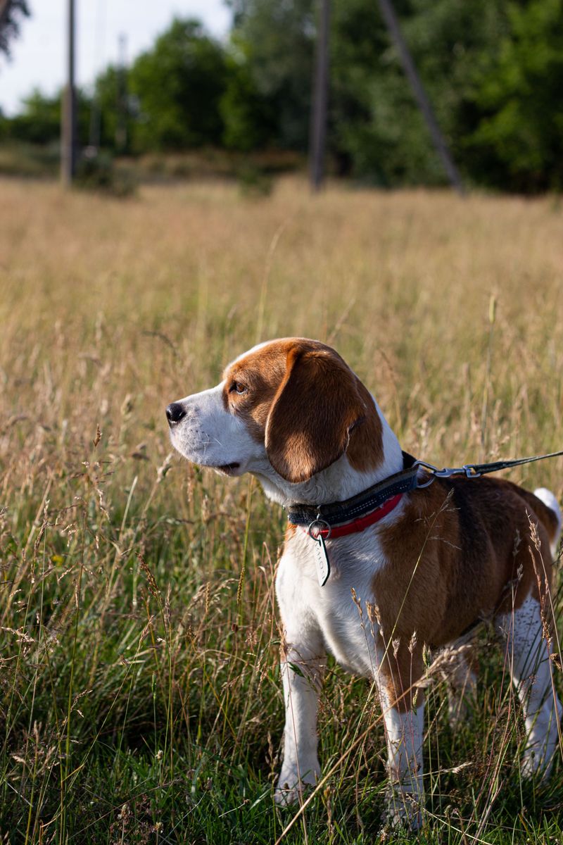 Some dog breeds make unforgettable first impressions - and some only get better with time 8 Beagle
