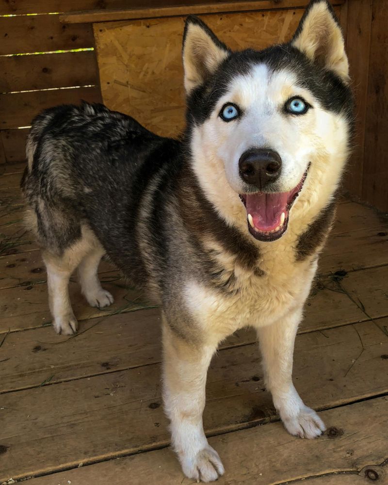 Siberian Husky