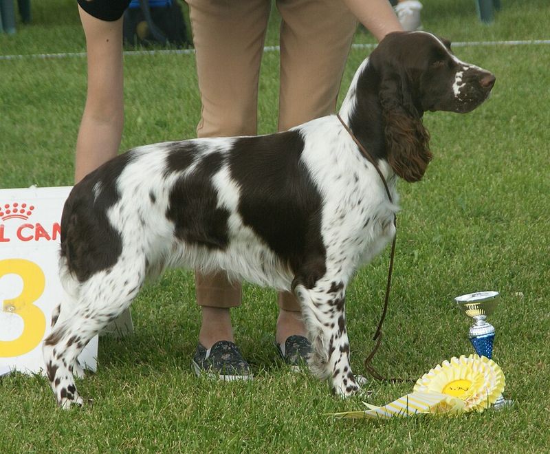 18 dog breeds that often become unforgettable companions 9 English Springer Spaniel