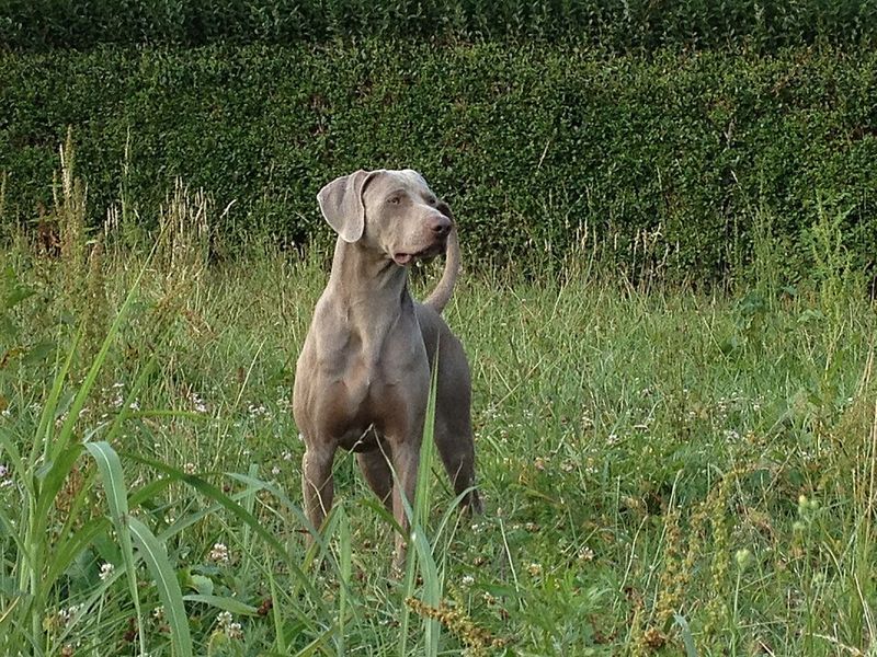 Living with these dog breeds can be incredibly rewarding - If you're ready for the challenge 8 Weimaraner