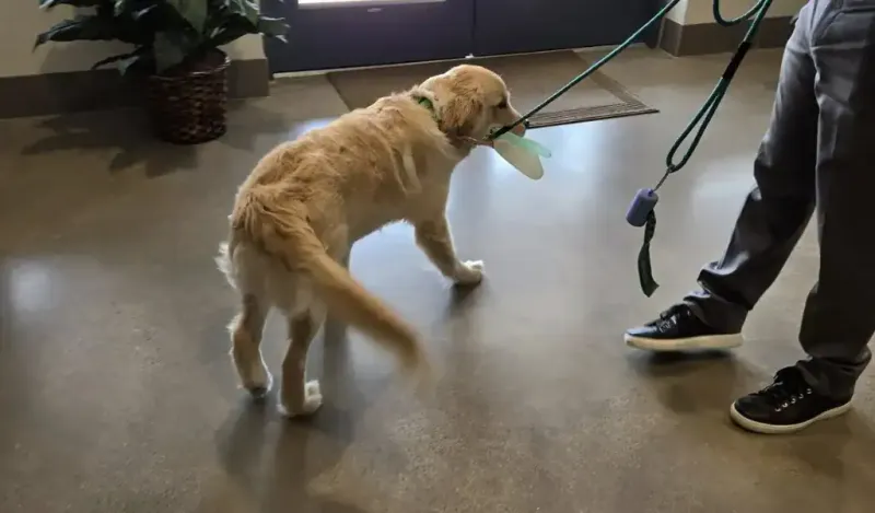 Following you everywhere