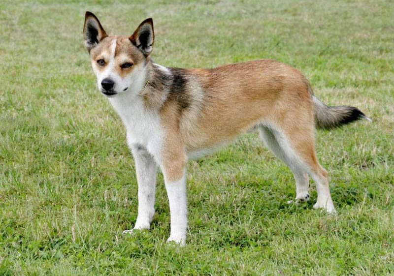 15 Ultra-Rare Dog Breeds You’ll Almost Never Spot in Everyday Life 2 Norwegian Lundehund