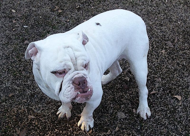 English Bulldog