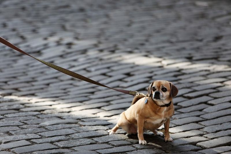 10 signs your dog thinks he's calling the shots - and 3 that are often misunderstood 13 Walking ahead on leash