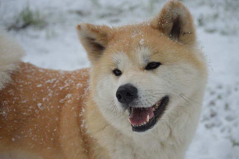 25 Dog Breeds That May Be Too Demanding for Older Owners 8 Akita Inu