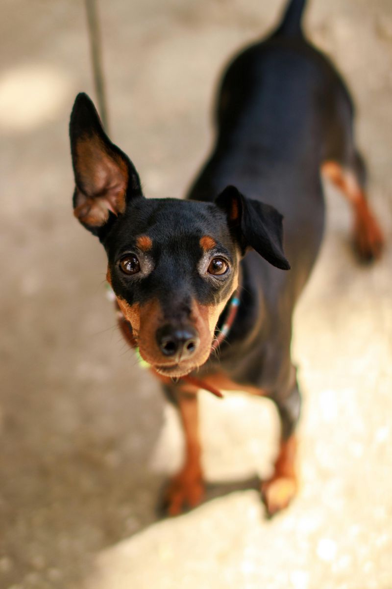 Miniature Pinscher