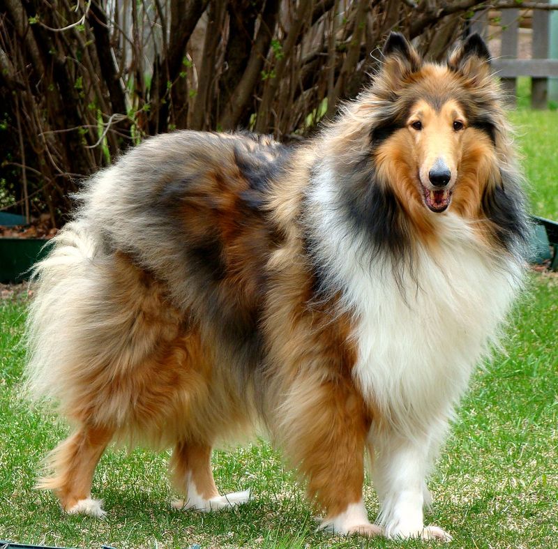 Collie