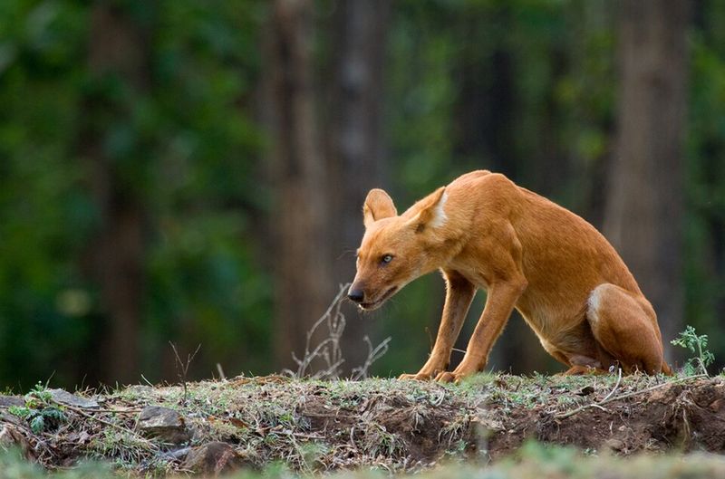 Dhole (Asiatic Wild Dog)