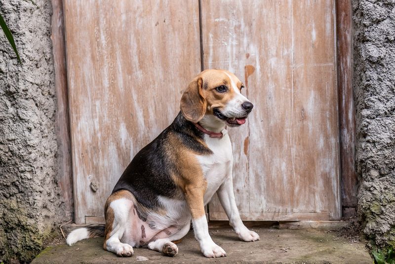 Looking for an outgoing companion? These dog breeds rarely stay strangers for long 7 Beagle