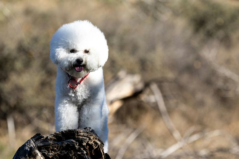 15 Sensitive Dog Breeds That Need Peaceful Homes And Gentle, Patient Owners 2 Bichon Frise