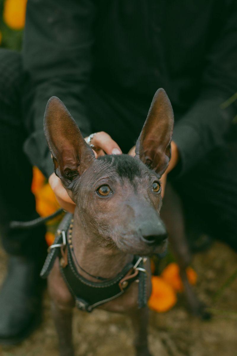 Xoloitzcuintli