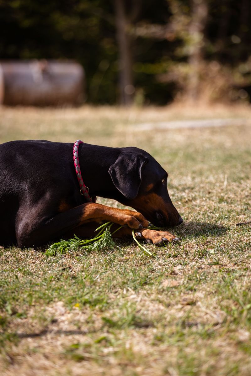 Friendly with people. Competitive with dogs. These 11 breeds often balance both 6 Doberman Pinscher