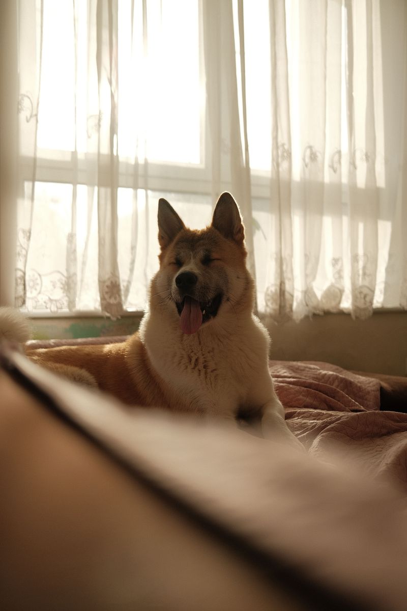 These dog breeds often become exceptional learners once owners stop rushing the process 2 Akita