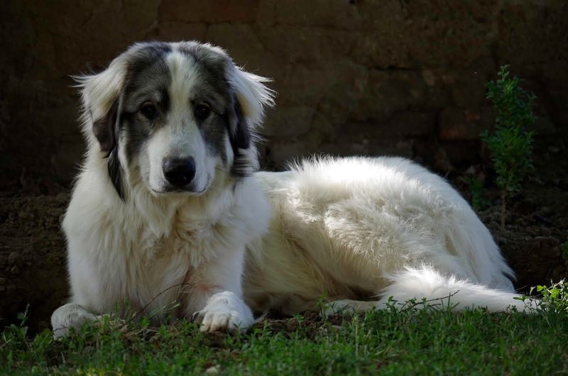 Pyrenean Mastiff
