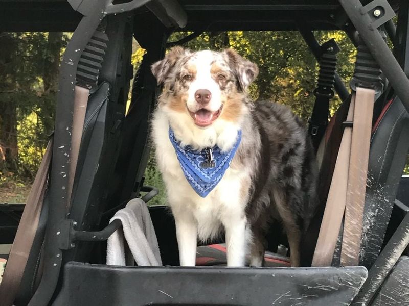13 dog breeds that often struggle with car rides - plus 3 that absolutely love road trips 7 Australian Shepherd