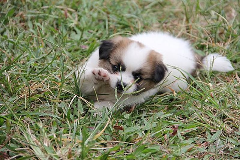 People rarely expect this personality trait from these 15 dog breeds 2 Papillon