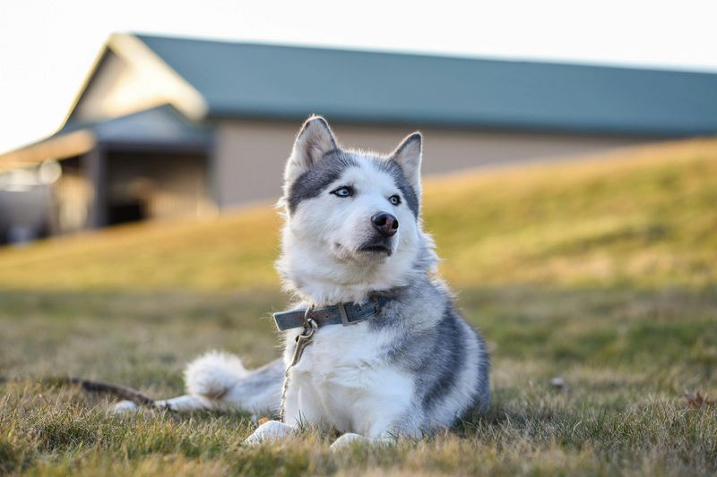 13 escape-artist dog breeds that constantly keep owners on alert 2 Siberian Husky