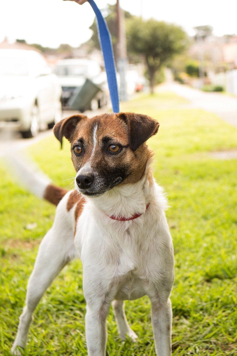 Jack Russell Terrier