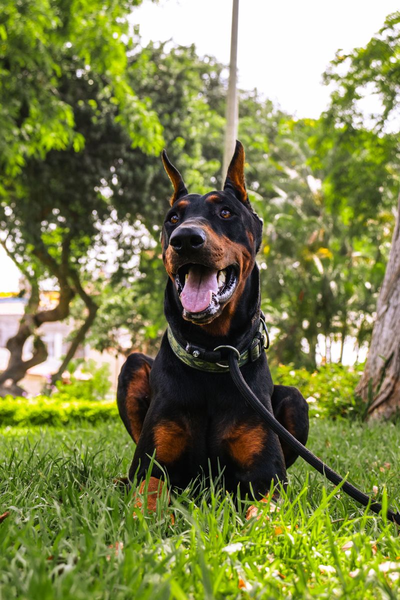 You don't necessarily choose to become their favorite - these dog breeds can make that decision themselves 6 Doberman Pinscher