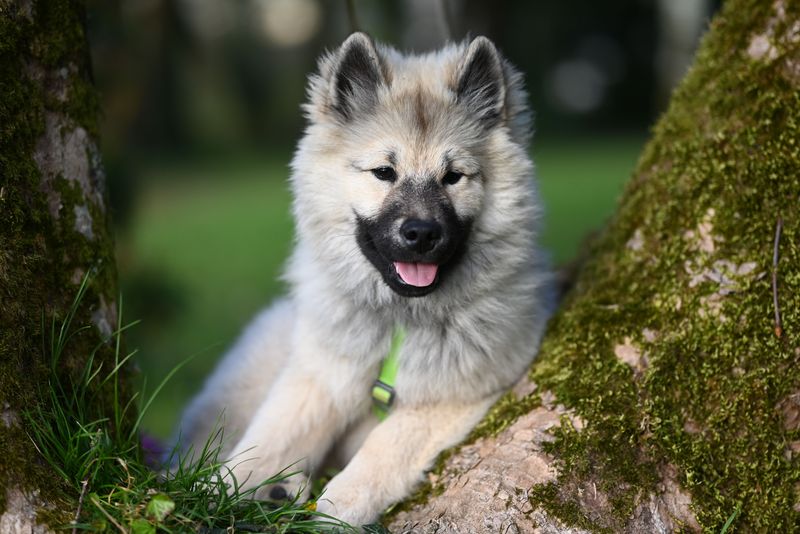 Keeshond