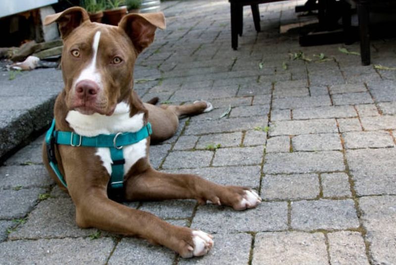 19 Small Changes That Can Instantly Improve Your Dog’s Behavior 11 Switch to Harness or Head Collar