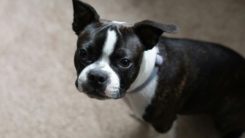 12 dog breeds so charming owners ignore every bad habit 11 Boston Terrier