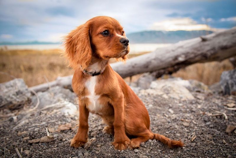 Cocker Spaniel