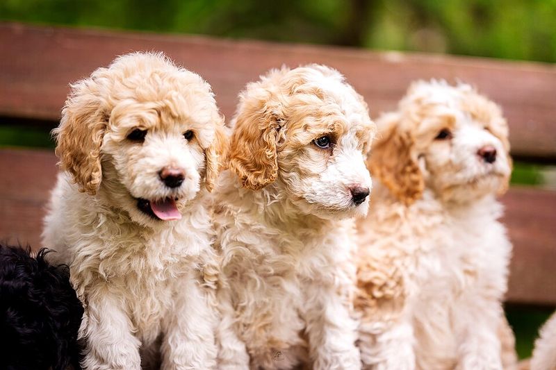 Praise fades quickly for these dog breeds - but routine stays with them 10 Portuguese Water Dog