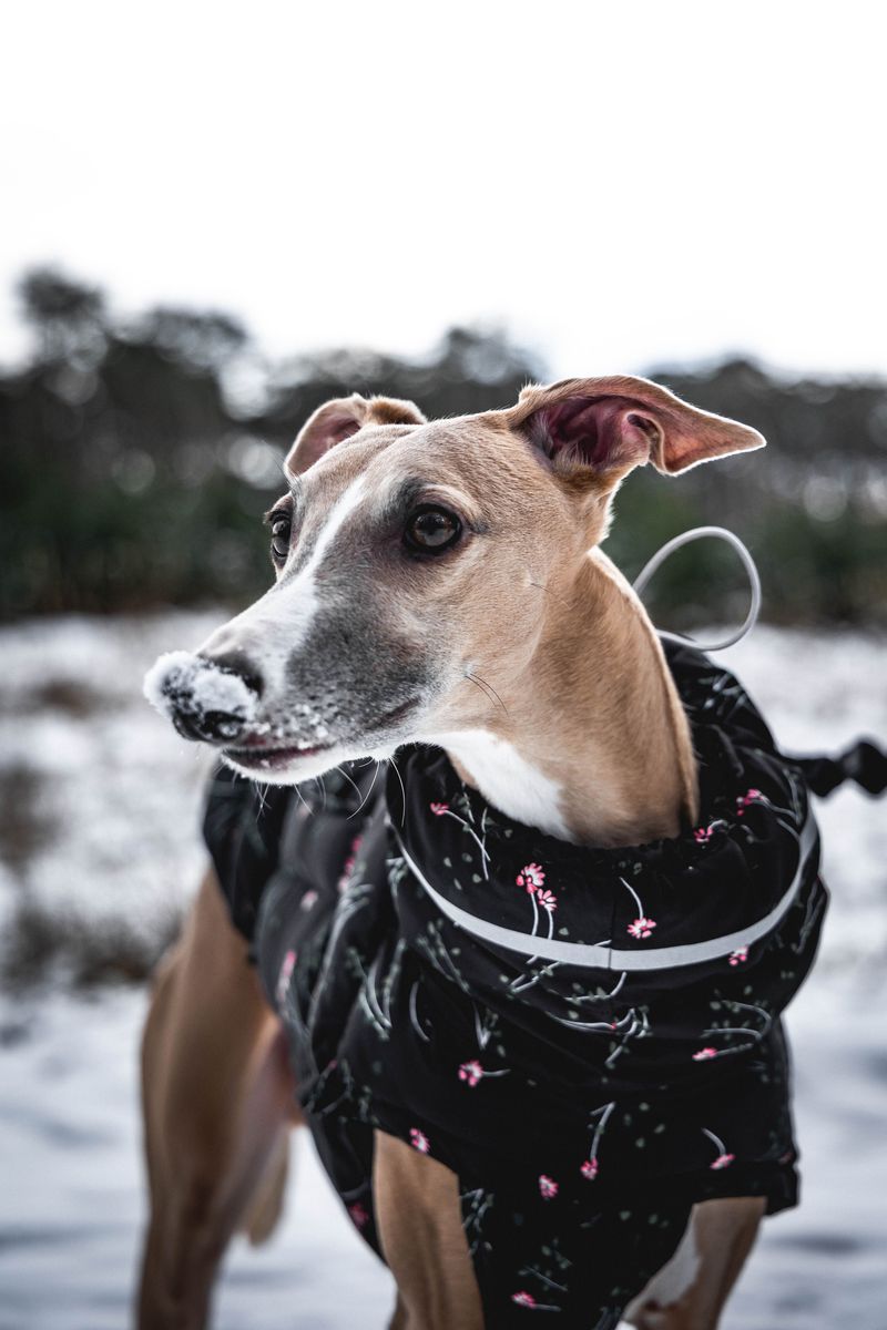The calmest companion in the house is often one of these remarkably steady dog breeds 4 Whippet
