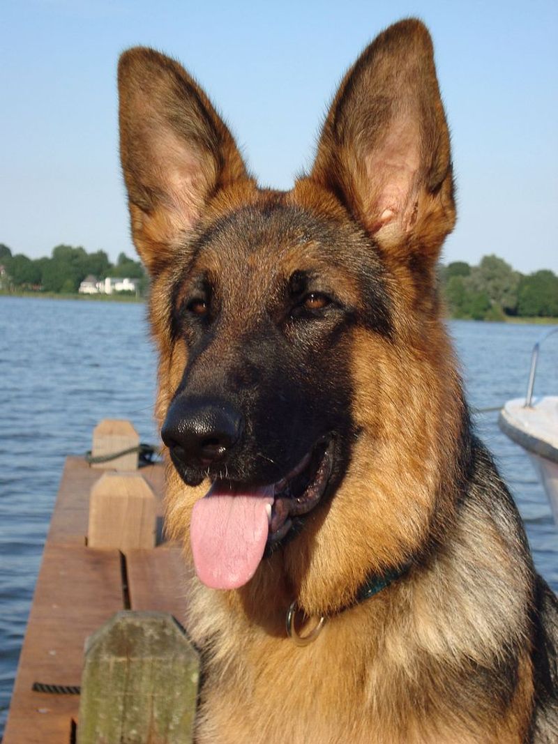 German Shepherd Dog