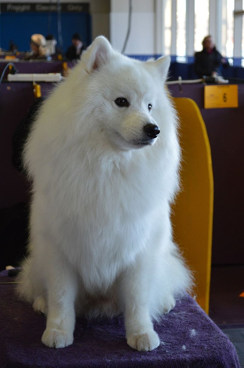 22 White Dog Breeds Recognized for Their Elegant Appearance 6 American Eskimo Dog