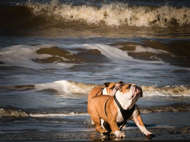 16 Dog Breeds That Look Adorable but Are Surprisingly High-Maintenance 9 English Bulldog