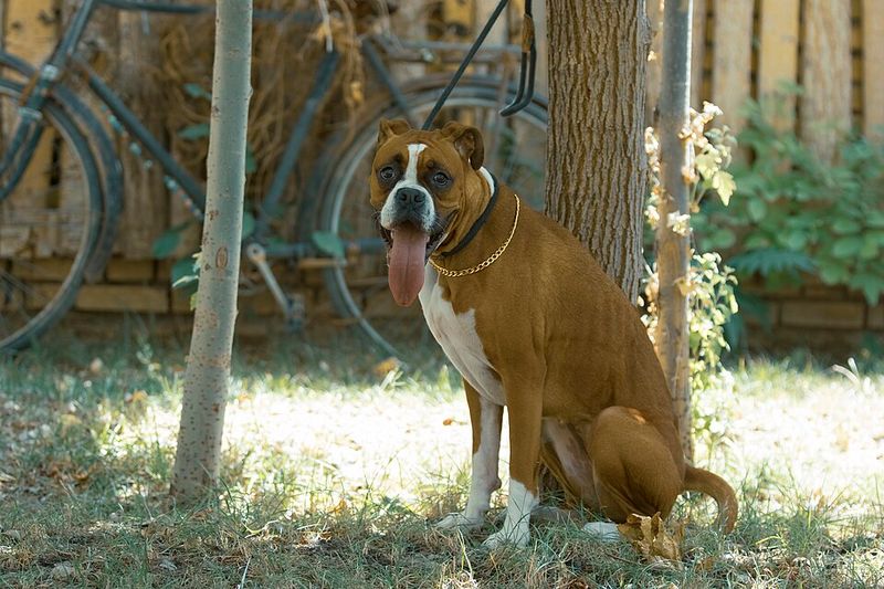 13 dog breeds that can make strangers hesitate - until they see how affectionate these dogs can be at home 4 Boxer