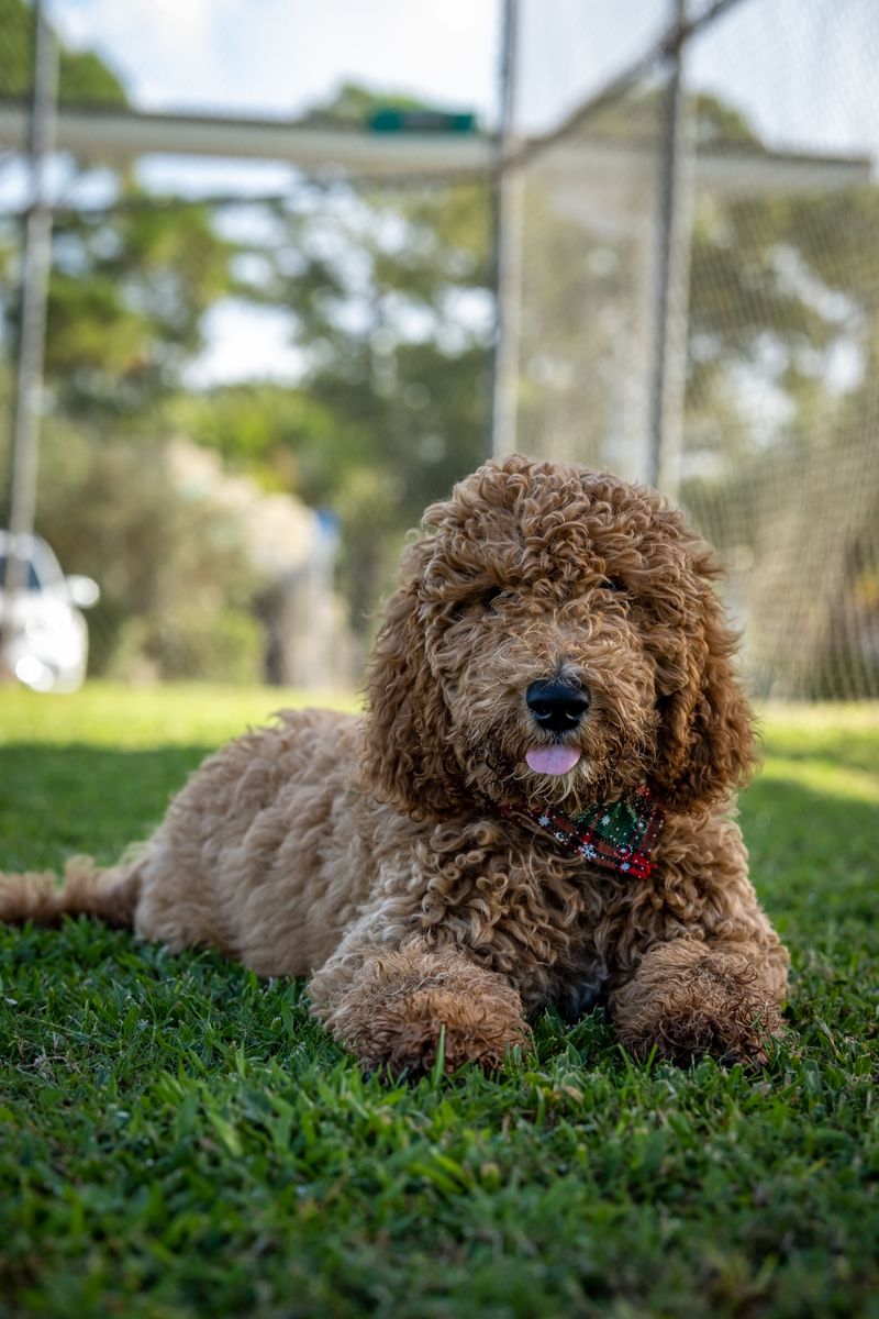Adventure outside. Relaxation inside. These 11 dog breeds do both exceptionally well 4 Standard Poodle