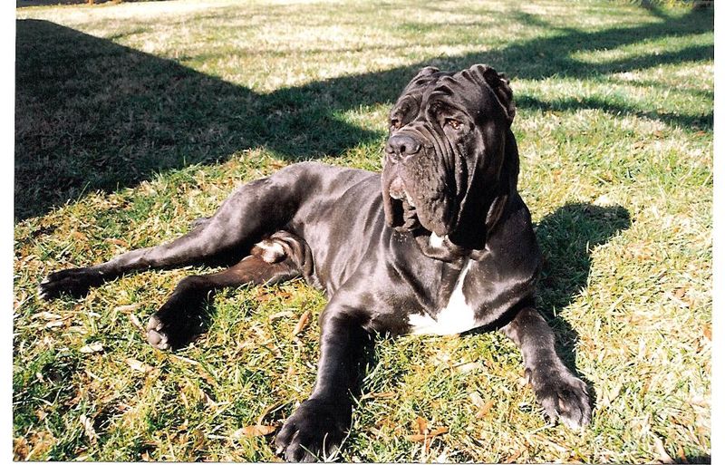 10 dog breeds with fascinating physical traits – plus 3 that always spark conversations 12 Neapolitan Mastiff