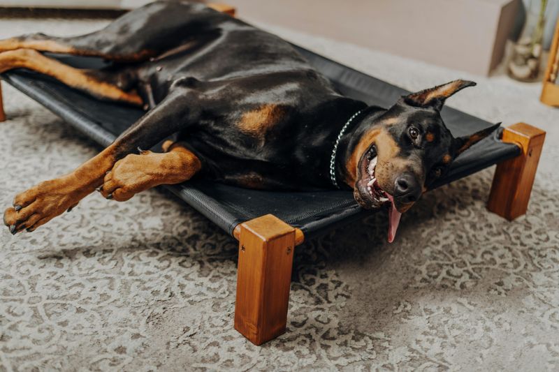 A breed can be loyal, loving, and still difficult to manage well - these are 15 dogs that come with strengths owners praise and trade-offs they ignore 9 Doberman Pinscher