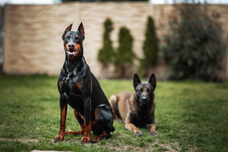 Once these 12 dogs decide you belong together, don't expect much emotional distance 2 Doberman Pinscher