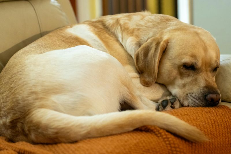 13 Dog Types That Turn Your Sofa Into Their Personal Throne 7 Labrador Retriever