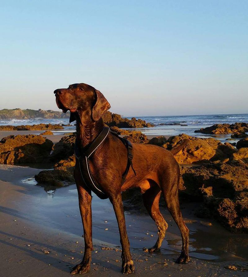 Fresh air and open trails bring out the best in these 11 adventurous dog breeds 4 German Shorthaired Pointer