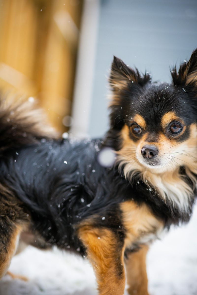 Chihuahua