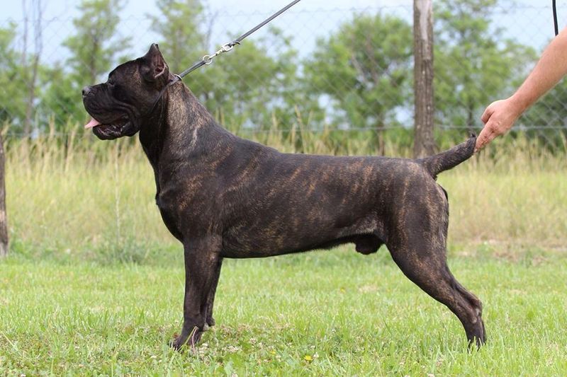 24 Dog Breeds That Show True Balance Between Power and Kindness 18 Cane Corso